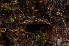 Archaeognatha