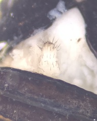 Nemastoma bimaculatum