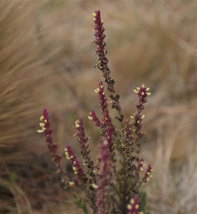 Neobartsia