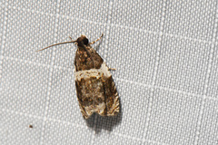 Olethreutes fasciatana