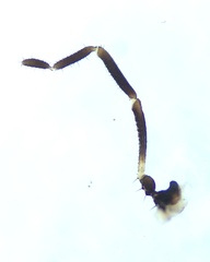 Nemastoma bimaculatum