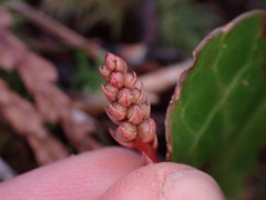 Pyrola picta