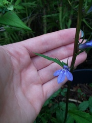 Lobelia amoena