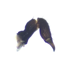 Nemastoma bimaculatum