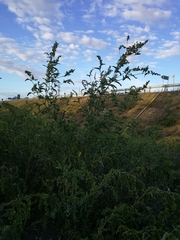 Atriplex sagittata