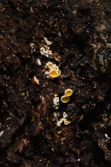 Lachnellula resinaria