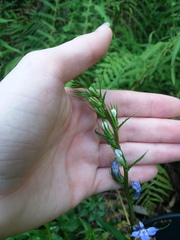 Lobelia amoena