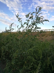 Atriplex sagittata