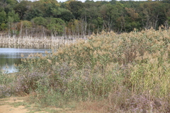 Phragmites australis altissimus