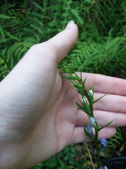 Lobelia amoena