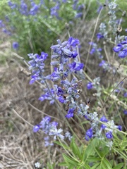 Salvia farinacea