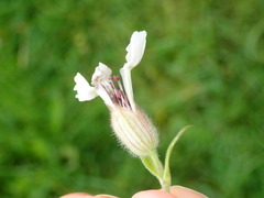 Microbotryum lychnidis-dioicae