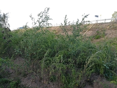 Atriplex sagittata