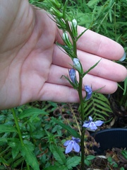 Lobelia amoena
