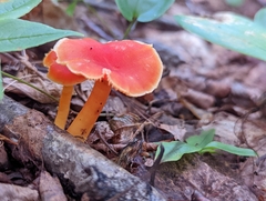 Hygrocybe