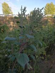 Cyclachaena xanthiifolia