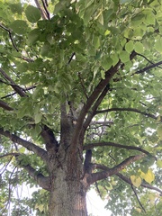Tilia platyphyllos