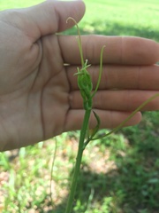 Smilax bona-nox