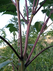 Cyclachaena xanthiifolia
