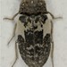 Common Carrion Beetle - Photo (c) pcastrovillo, some rights reserved (CC BY-NC), uploaded by pcastrovillo