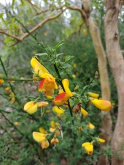 Cytisus scoparius