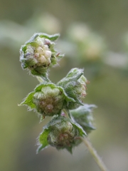 Cyclachaena xanthiifolia