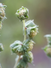 Cyclachaena xanthiifolia