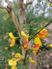 Cytisus scoparius