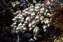 Pollicipes polymerus