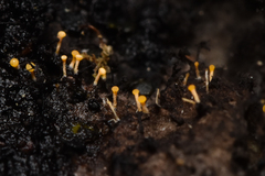 Eustilbum aureum
