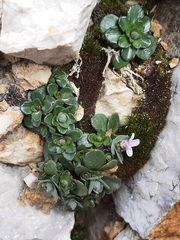 Noccaea rotundifolia