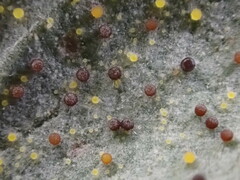 Phyllactinia fraxini
