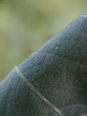 Cyclachaena xanthiifolia