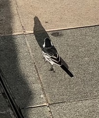 Motacilla alba yarrellii