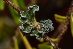 Erioderma sorediatum