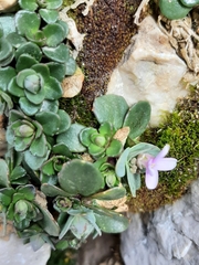 Noccaea rotundifolia