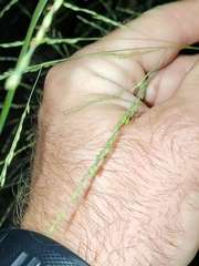 Panicum dichotomiflorum
