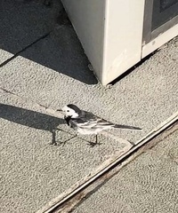 Motacilla alba yarrellii