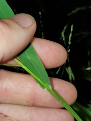 Panicum dichotomiflorum