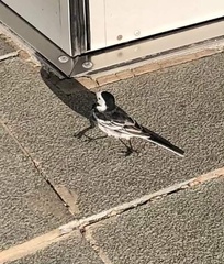Motacilla alba yarrellii
