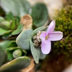 Noccaea rotundifolia