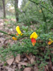 Cytisus scoparius
