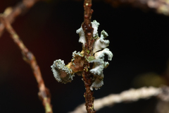 Erioderma sorediatum