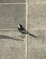 Motacilla alba yarrellii