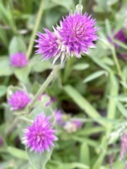 Gomphrena globosa