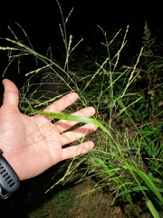 Panicum dichotomiflorum