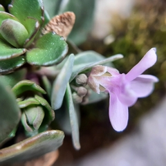 Noccaea rotundifolia