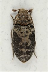Dermestes marmoratus