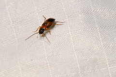 Badister neopulchellus