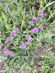 Gomphrena globosa
